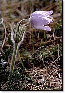 crocus, 90 mm macro lens at f/16