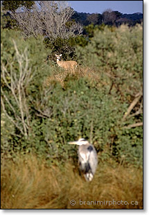 heron and deer, 300 mm lens at f/4