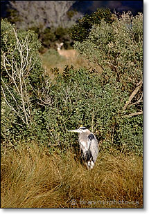 heron and deer, 300 mm lens at f/4