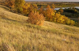 Fall colours along South Saskatchewan River