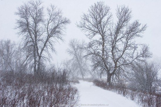 Sudden spring snowstorm envelopes trees along a walking path in Wanuskewin Heritage Park, Saskatoon