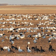 Migrating geese signal that spring has arrived on the prairies