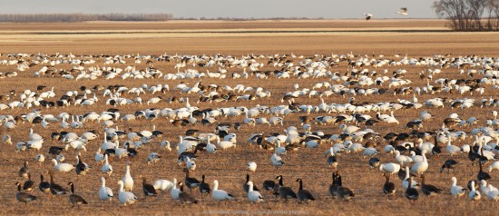 White-fronted, Snow and Canada geese gather to spend the night in a field near Rosetown