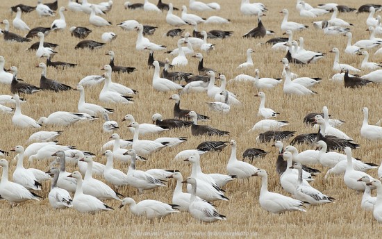 Snow geese feeding in a stubble field