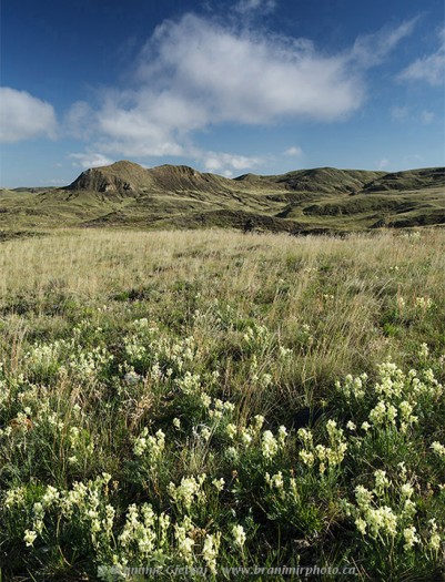 Prairie with wildflowers at 70 Mile Butte. Grasslands National Park