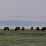 Bison viewing in Grasslands National Park