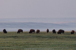 Bison viewing in Grasslands National Park