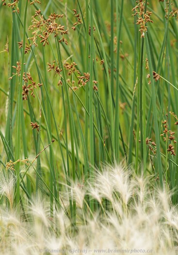 Sedges and fox-tail barley at Maymont (Nature Conservany of Canada property)