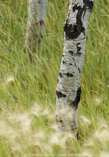 Foxtail barley and aspen tree trunks at Maymont (Nature Conservany of Canada property)