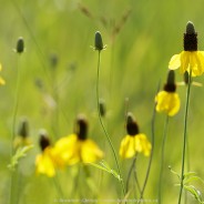 Maymont – a new Nature Conservancy property in Saskatchewan