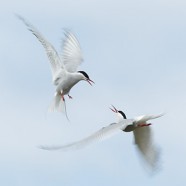 Arctic terns interacting in mid air