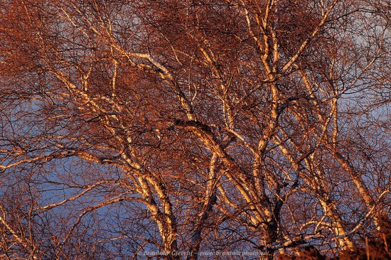 Detail of aspen tree canopy at sunset - Cranberry Flats, Saskatoon