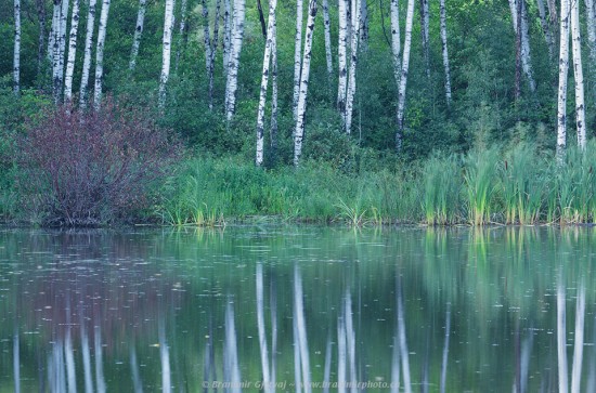 Aspen trees and pond at the Shekinah Retreat Centre, Saskatchewan