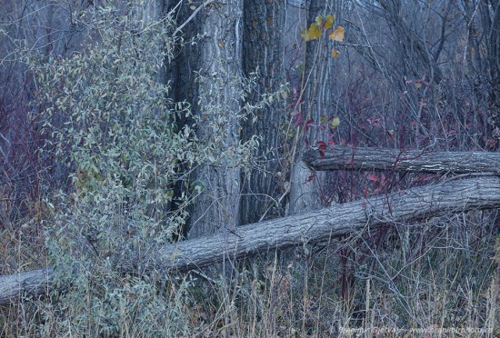 Detail of forest in autumn. Cranberry Flats Conservation Area, Saskatoon