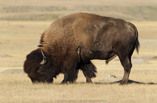 Plains bison and black-tailed prairie dog, Grasslands NP