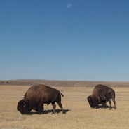 Photographing blue moon and bison in Grasslands National Park