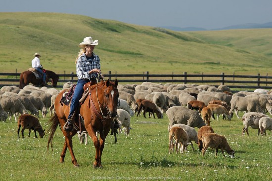 Ranch hands herd sheep on Waldron Grazing Cooperative