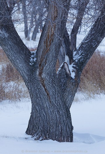 Tree trunk in snow-covered field. Grasslands National Park.