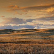 Great Sand Hills book among top 30 best-sellers in Saskatchewan