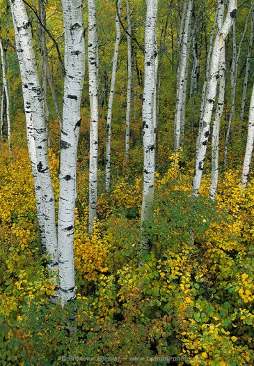 Aspen forest in autumn, Prince Albert NP