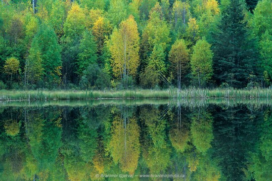 Fall colours in Prince Albert NP