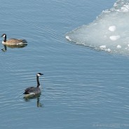 Nature in the City – birds along the edge of ice