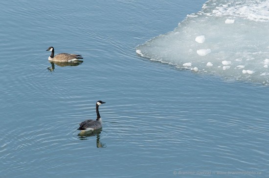 Two Canada Geese by the edge of ice on South Saskatchewan River