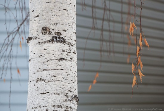 Nature in the City - detail of a birch tree trunk and a building wall