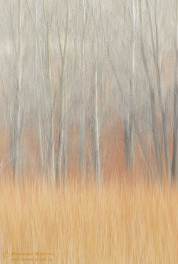 Abstraction with trees
