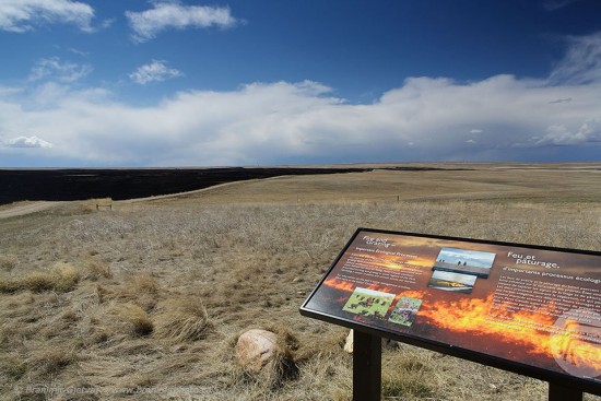 Fire is an inegral part of the prairie ecosystem
