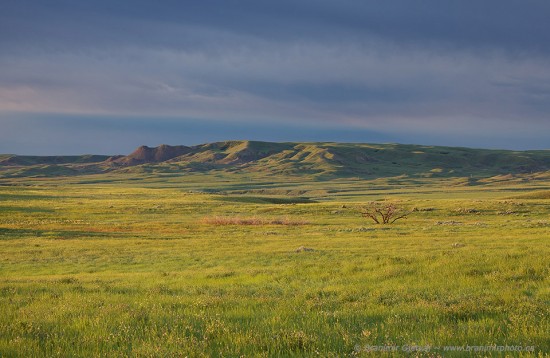 View south towards Two Sisters Butte. A large portion of prairie here is covered with invasive crested wheat grass  (July 2010)