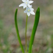 Nature in the City – spring has arrived to Saskatoon