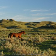 Horse in pasture with sagebrush, Val Marie PFRA Community Pasture