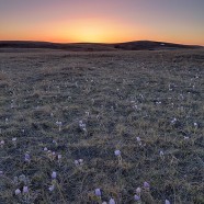 Saskatchewan Community Pastures video