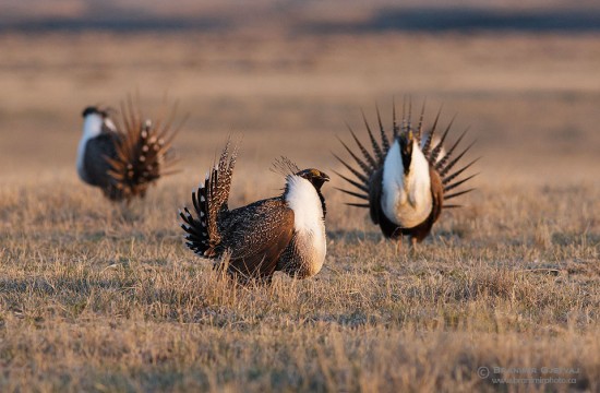 Three male Greater Sage Grouse (Centrocercus urophasianus) displaying on lek
