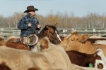 Cowboy sorts cattle at Wolverine PFRA community pasture near Lanigan