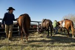 Cowboys at Wolverine PFRA community pasture prepare their horses for day's work