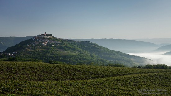 View of vineyards surrounding the medieval town of Motovun, with a morning fog in Mirna River valley. Istria