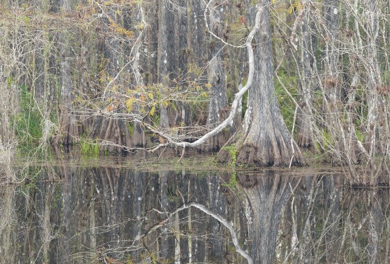 Six Mile Cypress Slough Preserve. Fort Myers, Florida