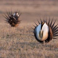 Calgary Zoo to begin a captive breeding program for Greater Sage Grouse