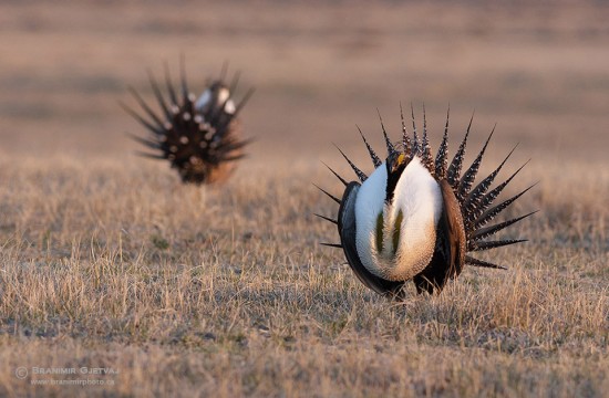 Two Greater Sage Grouse males displaying on lek (mating grounds) near Zortman, Montana. 
