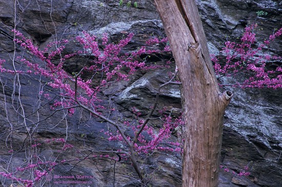 Eastern redbud trees in bloom. Shepherdstown, West Virginia, USA