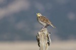 Western Madowlark (Sturnella neglecta) on a fence post. Zortman, Montana