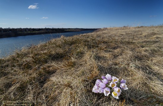 Prairie crocuses along South Saskatchewan River in Saskatoon