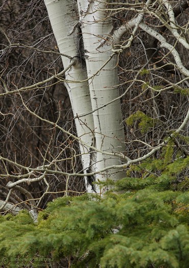 Detail of an aspen tree trunk, Saskatoon