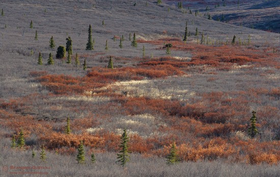 Tundra in autumn colours, Alaska