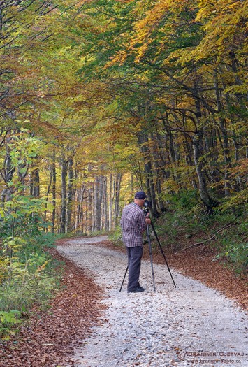 Photographer on path in forest with autumn colours.