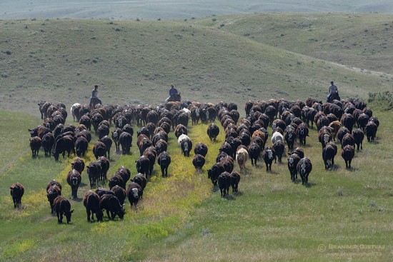 Cattle drive near Mankota, Saskatchewan