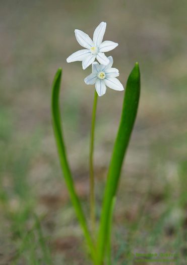 Close-up of a prairie flower