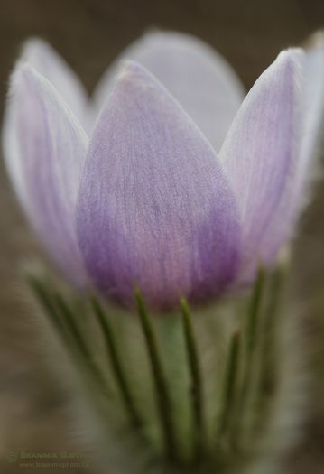 Close-up of a prairie crocus flower.